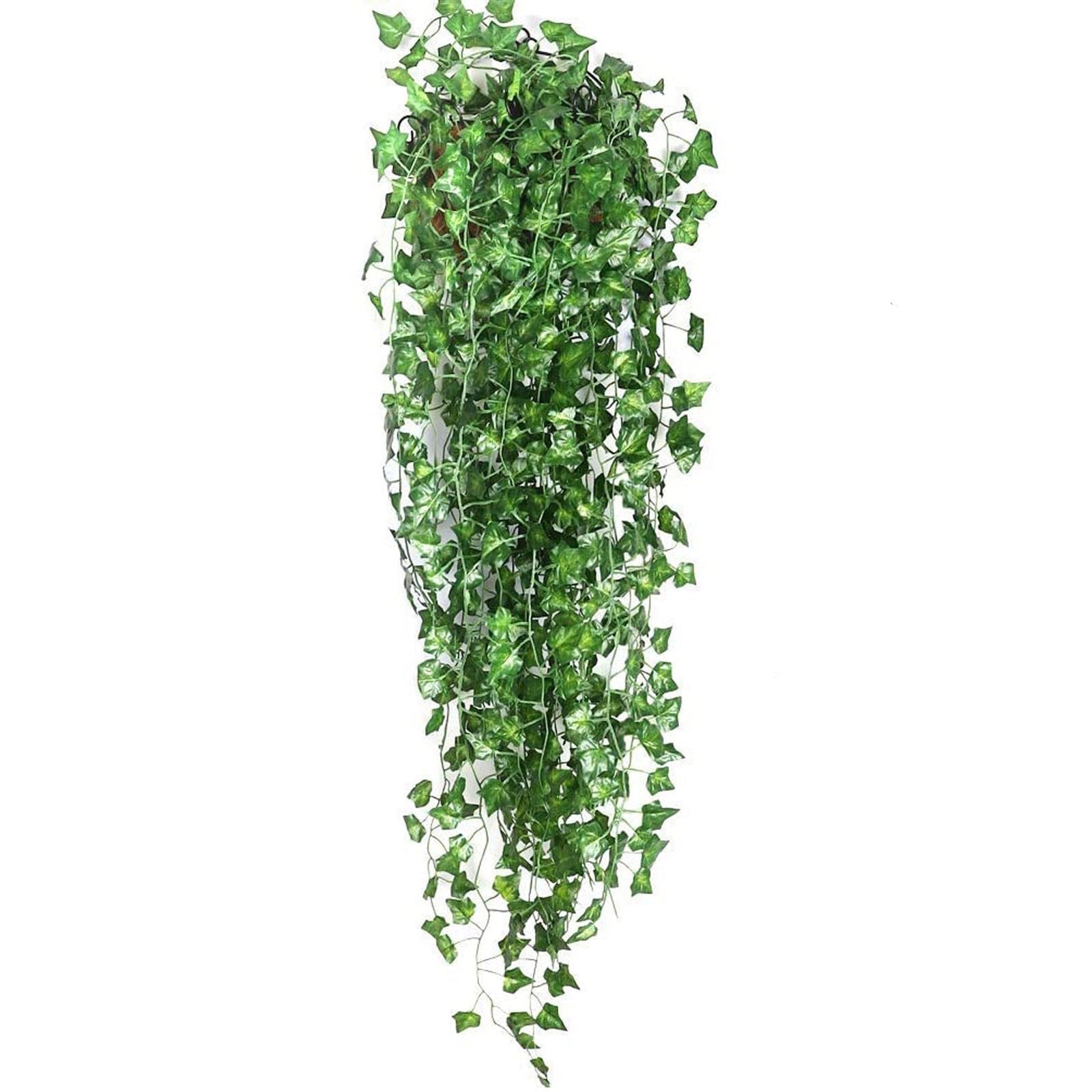 Evergreen | Tieni le tue foglie vivaci e verdi tutto l'anno!